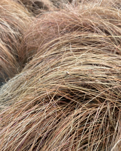 Carex Red 12 Plants Box